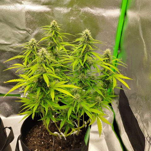 Amnesia Haze - Automatic  growlog timeline photo