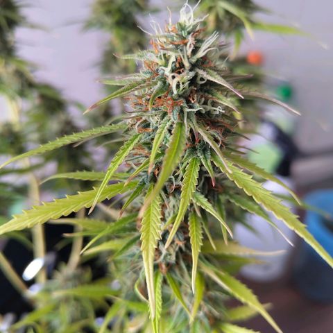Amnesia Haze - Automatic  growlog timeline photo