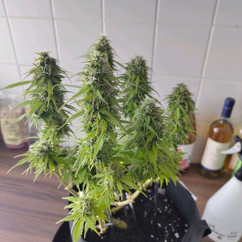 Amnesia Haze - Automatic  growlog timeline photo