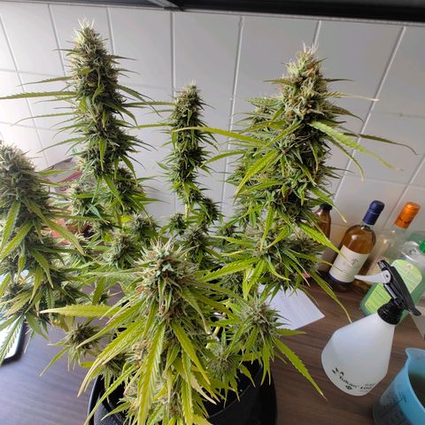 Amnesia Haze - Automatic  growlog timeline photo