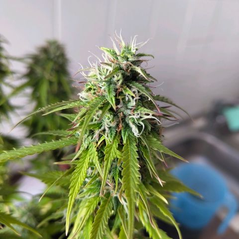 Amnesia Haze - Automatic  growlog timeline photo