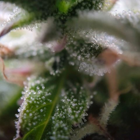 Amnesia Haze - Automatic  growlog timeline photo