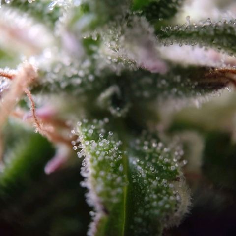 Amnesia Haze - Automatic  growlog timeline photo