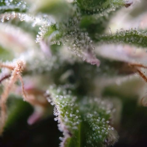 Amnesia Haze - Automatic  growlog timeline photo