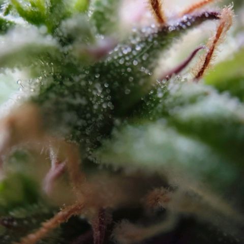 Amnesia Haze - Automatic  growlog timeline photo