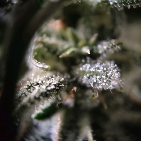 Auto Minz growlog timeline photo