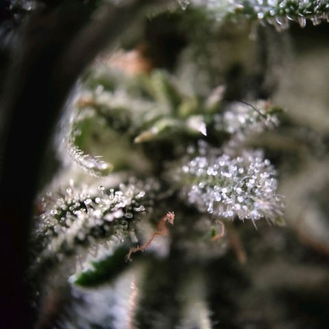 Auto Minz growlog timeline photo