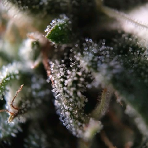 Auto Minz growlog timeline photo