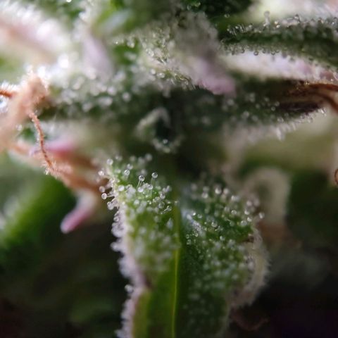 Amnesia Haze - Automatic  growlog timeline photo
