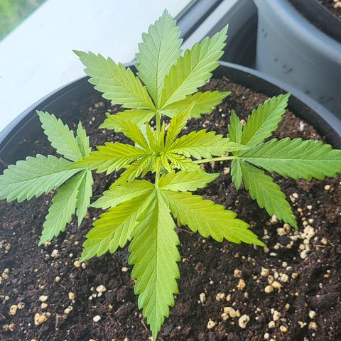 Gorilla Punch  growlog timeline photo