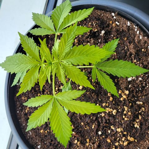 Gorilla Punch  growlog timeline photo