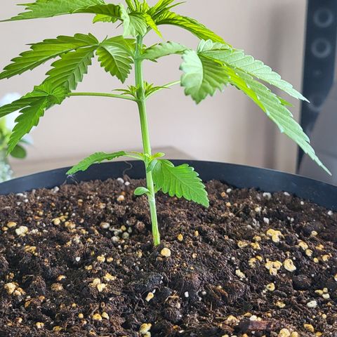 Gorilla Punch  growlog timeline photo