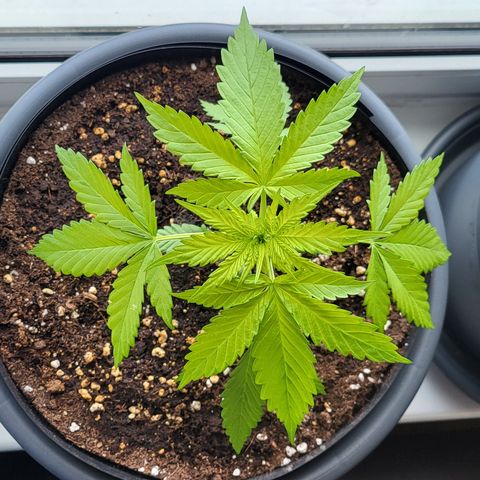 Gorilla Punch  growlog timeline photo
