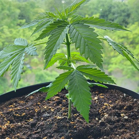 Gorilla Punch  growlog timeline photo