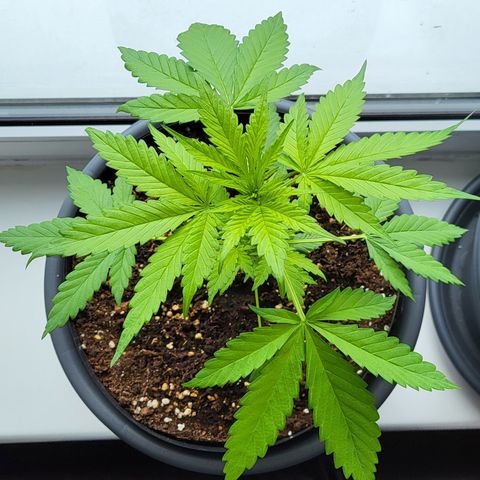 Gorilla Punch  growlog timeline photo