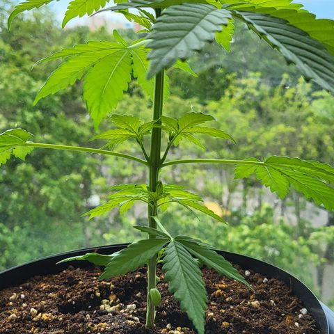 Gorilla Punch  growlog timeline photo