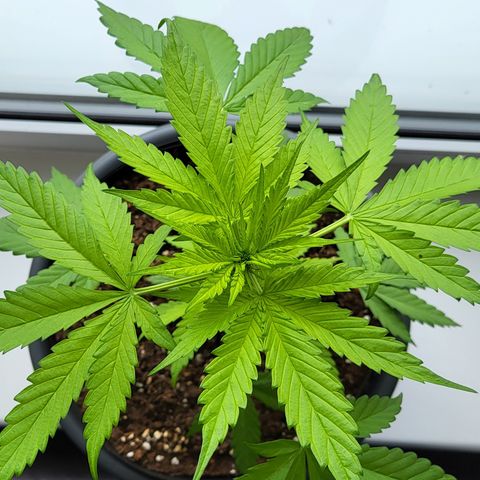 Gorilla Punch  growlog timeline photo