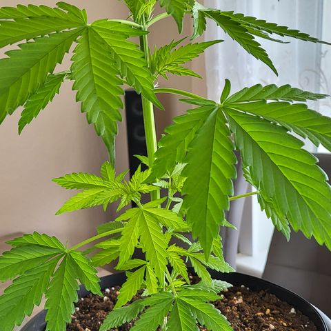 Gorilla Punch  growlog timeline photo