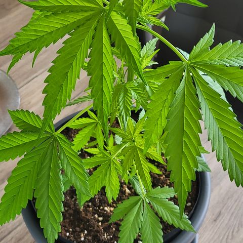 Gorilla Punch  growlog timeline photo