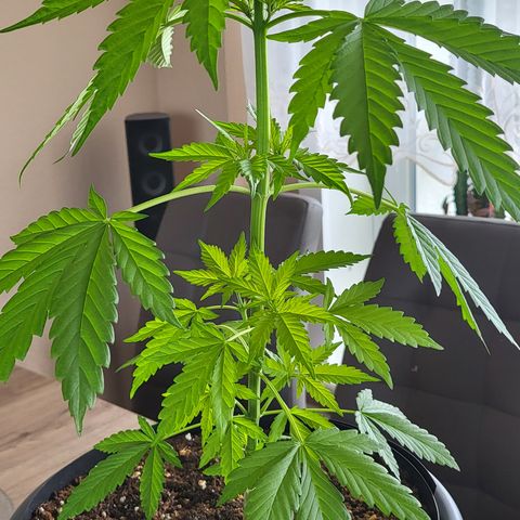 Gorilla Punch  growlog timeline photo