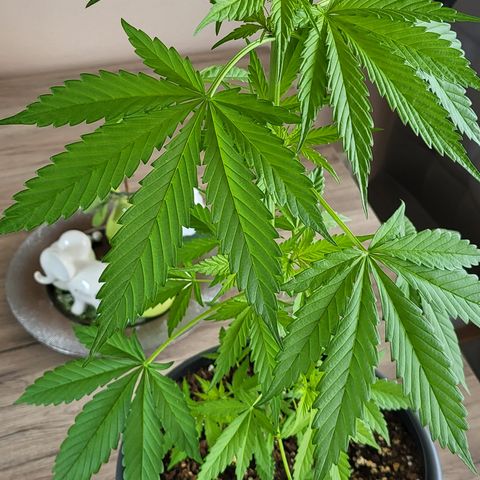 Gorilla Punch  growlog timeline photo