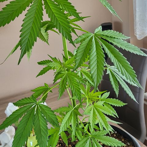 Gorilla Punch  growlog timeline photo