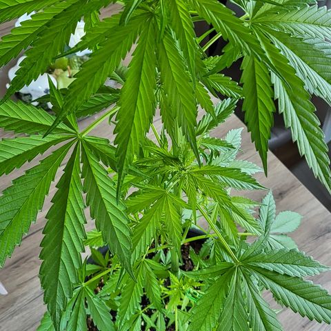Gorilla Punch  growlog timeline photo
