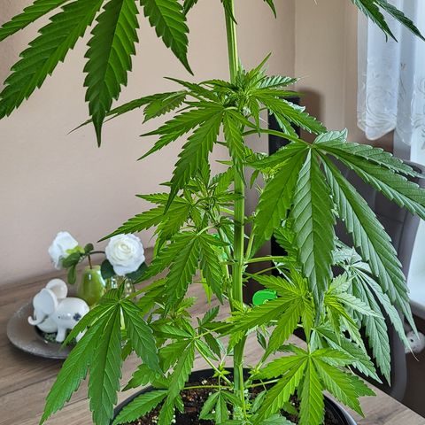 Gorilla Punch  growlog timeline photo