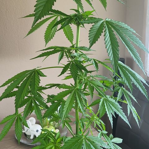 Gorilla Punch  growlog timeline photo