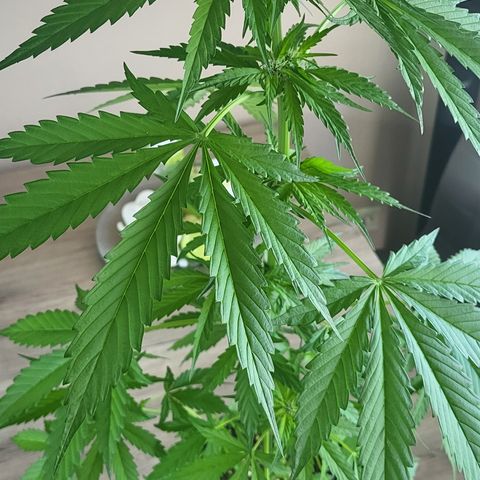Gorilla Punch  growlog timeline photo