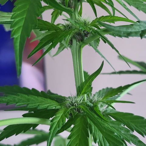Gorilla Punch  growlog timeline photo