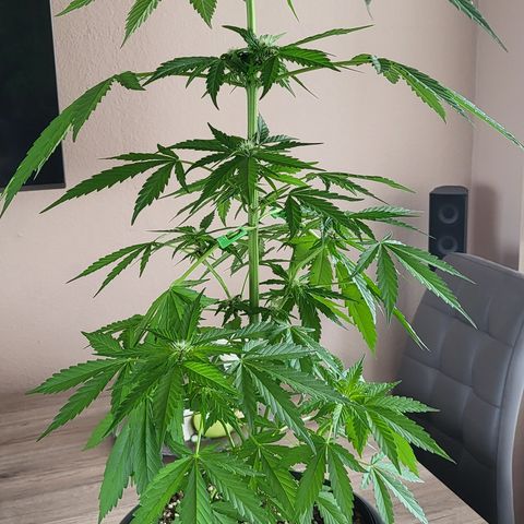 Gorilla Punch  growlog timeline photo