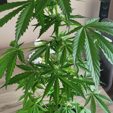 Gorilla Punch  growlog timeline photo