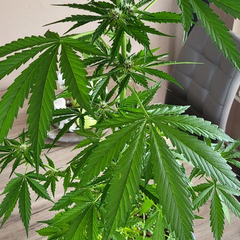Gorilla Punch  growlog timeline photo