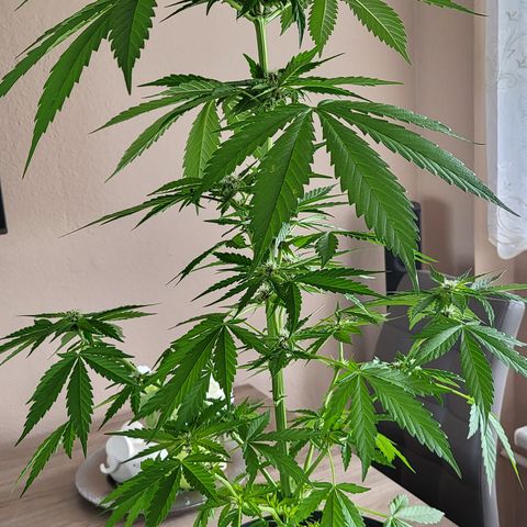Gorilla Punch  growlog timeline photo