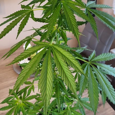 Gorilla Punch  growlog timeline photo