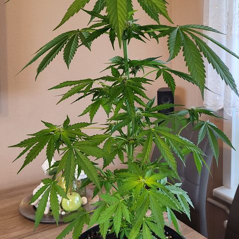 Gorilla Punch  growlog timeline photo