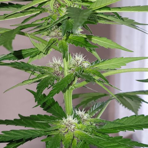 Gorilla Punch  growlog timeline photo