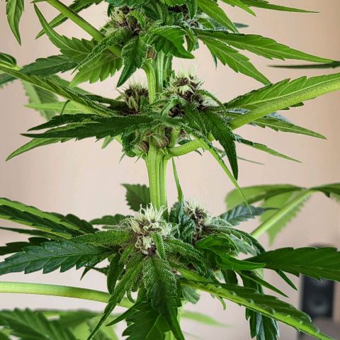 Gorilla Punch  growlog timeline photo