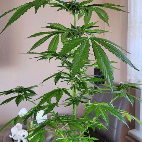 Gorilla Punch  growlog timeline photo
