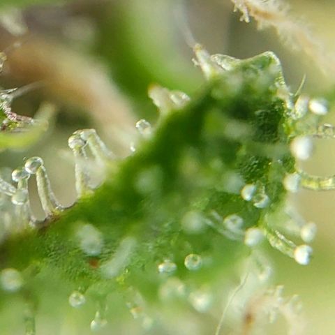 Gorilla Punch  growlog timeline photo