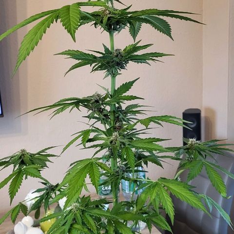 Gorilla Punch  growlog timeline photo