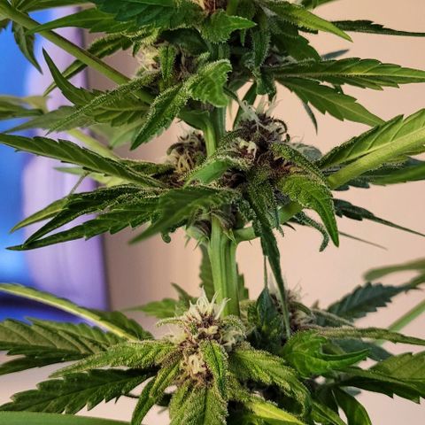 Gorilla Punch  growlog timeline photo