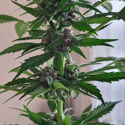 Gorilla Punch  growlog timeline photo