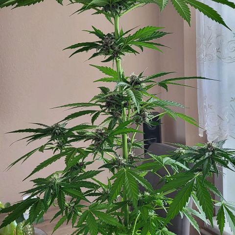 Gorilla Punch  growlog timeline photo