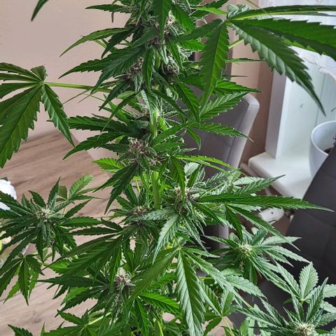 Gorilla Punch  growlog timeline photo