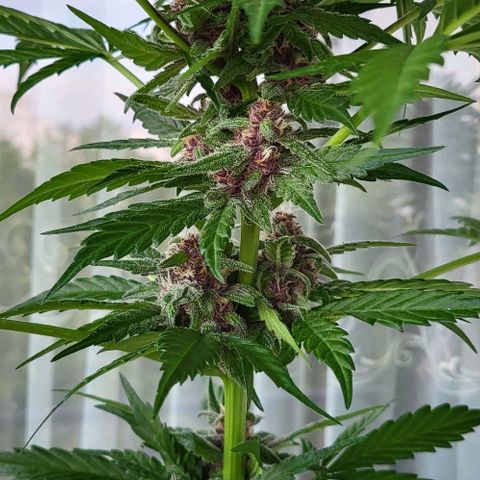 Gorilla Punch  growlog timeline photo