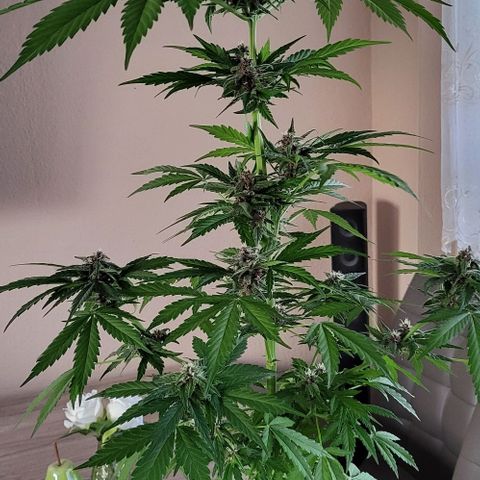 Gorilla Punch  growlog timeline photo