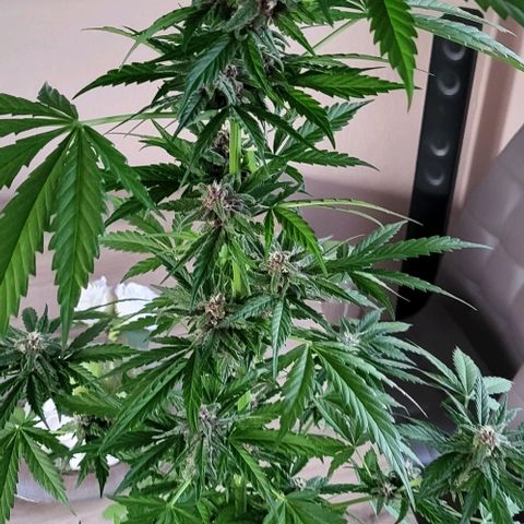 Gorilla Punch  growlog timeline photo