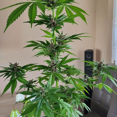 Gorilla Punch  growlog timeline photo
